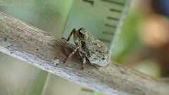 Issus coleoptratus