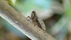 Issus coleoptratus
