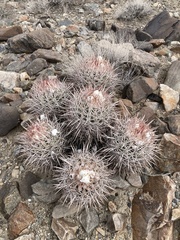 Homalocephala polycephala