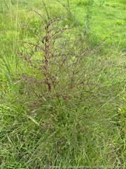 Cycloloma atriplicifolium