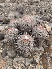 Homalocephala polycephala