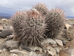 Homalocephala polycephala