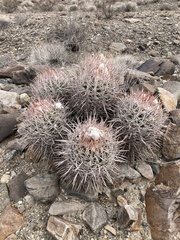 Homalocephala polycephala