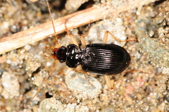 Nebria pallipes