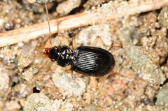 Nebria pallipes