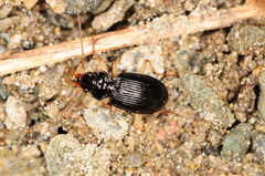 Nebria pallipes