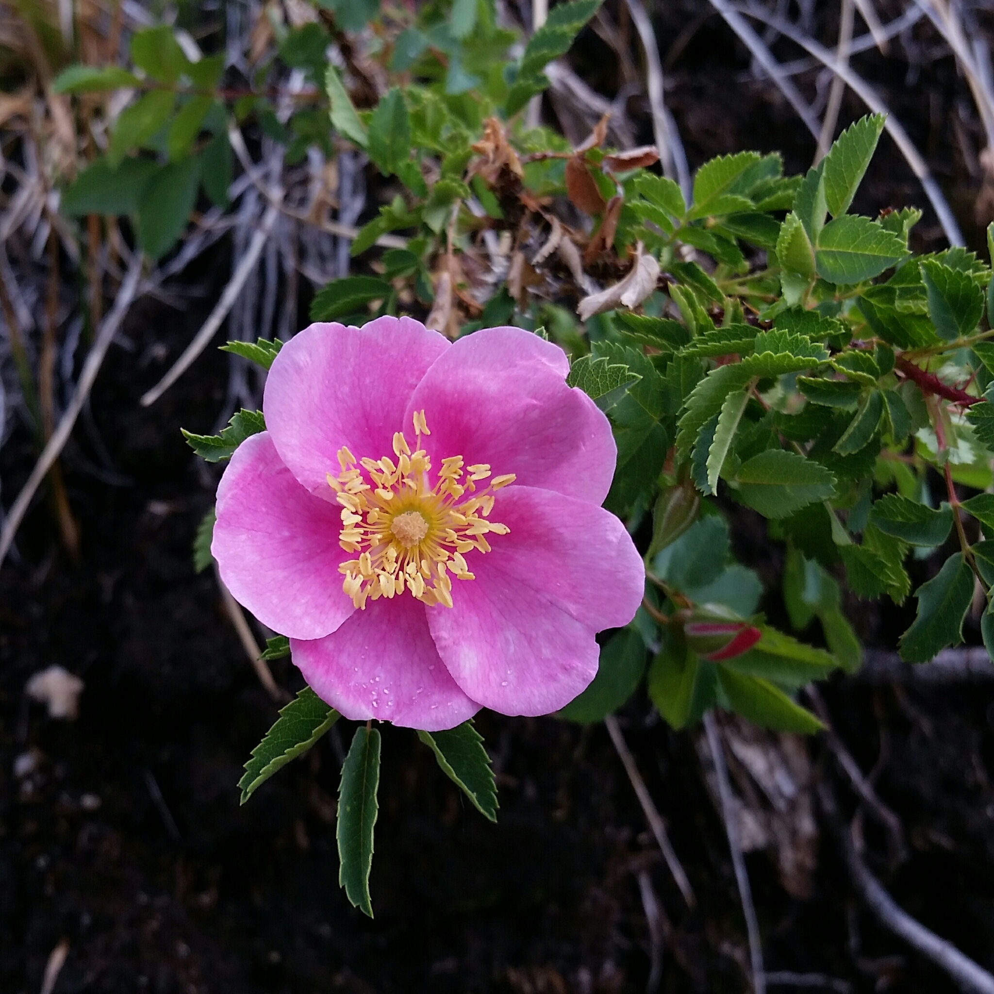 Rosa woodsii ssp. gratissima