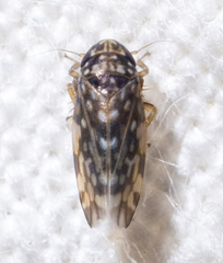Xestocephalus superbus