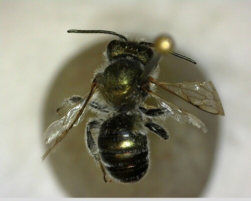 iNaturalist observation photo of Mason Bees