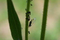 Macrosiphum albifrons