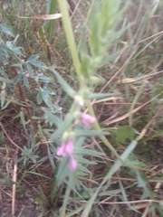 Odontites vulgaris