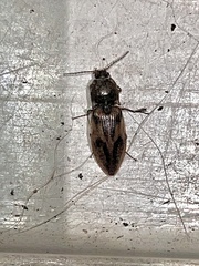 Stropenron hieroglyphica