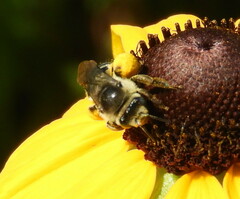 Melissodes illatus