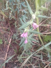 Odontites vulgaris