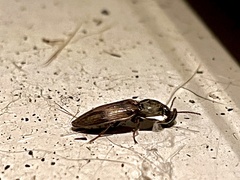 Stropenron hieroglyphica