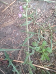 Odontites vulgaris