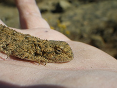 Agama aculeata