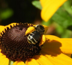 Melissodes illatus
