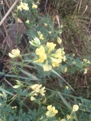 Medicago falcata