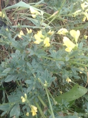 Medicago falcata