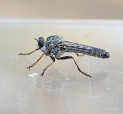 Neomochtherus geniculatus