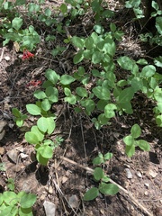 Lonicera arizonica