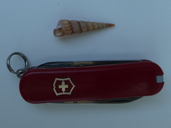 Turritellinella tricarinata