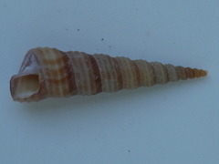 Turritellinella tricarinata