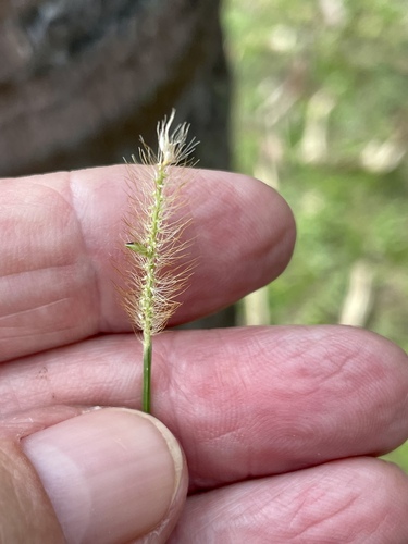 Setaria parviflora observed 2022-07-26