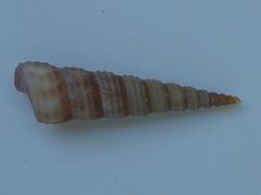 Turritellinella tricarinata