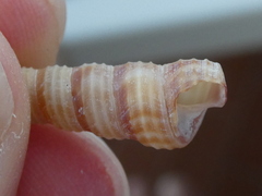 Turritellinella tricarinata