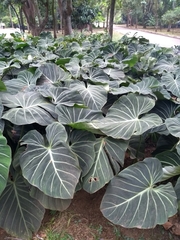 Philodendron gloriosum