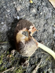 Volvariella nigrodisca
