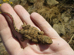 Agama aculeata