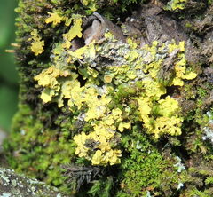 Xanthoria parietina