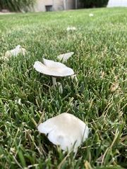 Candolleomyces candolleanus