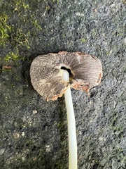 Volvariella nigrodisca