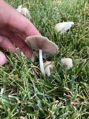 Candolleomyces candolleanus