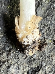 Volvariella nigrodisca
