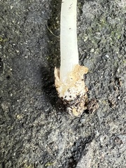 Volvariella nigrodisca
