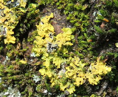 Xanthoria parietina