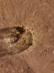 Hemidactylus turcicus