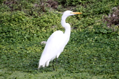Ardea alba