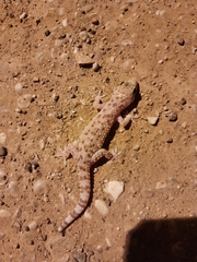 Hemidactylus turcicus