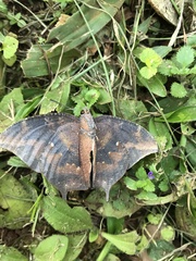 Memphis moruus