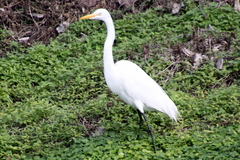 Ardea alba