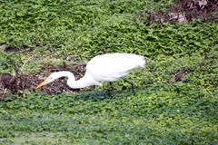 Ardea alba