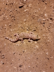 Hemidactylus turcicus