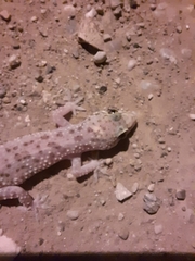 Hemidactylus turcicus