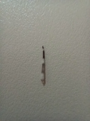 Hemidactylus turcicus